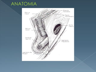 ANATOMIA