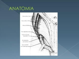 ANATOMIA