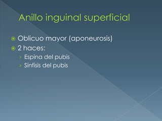 Anillo inguinal superficialOblicuo mayor (aponeurosis)2 haces:Espina del pubisSínfisis del pubis
