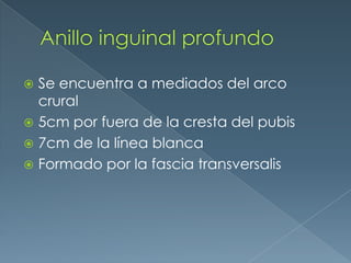 Anillo inguinal profundoSe encuentra a mediados del arco crural5cm por fuera de la cresta del pubis7cm de la línea blancaFormado por la fascia transversalis