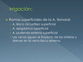 Irrigación:Ramas superficiales de la A. femoral:A. iliaca circunfleja superficialA. epigástrica superficialA. pudenda externa superficialLas venas siguen el trayecto de las arterias y drenan en la vena iliaca externa.