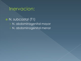 Inervacion:N. subcostal (T1)N. abdominogenital mayorN. abdominogenital menor