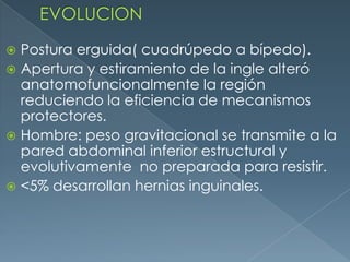 EVOLUCIONPostura erguida( cuadrúpedo a bípedo). Apertura y estiramiento de la ingle alteró anatomofuncionalmente la región reduciendo la eficiencia de mecanismos protectores.Hombre: peso gravitacional se transmite a la pared abdominal inferior estructural y evolutivamente  no preparada para resistir.<5% desarrollan hernias inguinales.