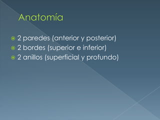 Anatomía2 paredes (anterior y posterior)2 bordes (superior e inferior)2 anillos (superficial y profundo)