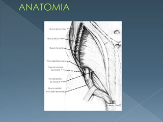 ANATOMIA