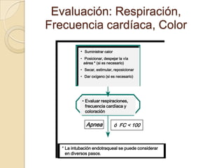 Evaluación: Respiración,
Frecuencia cardíaca, Color

            • Suministrar calor
            • Posicionar, despejar la vía
              aérea * (si es necesario)
            • Secar, estimular, reposicionar
            • Dar oxígeno (si es necesario)




             • Evaluar respiraciones,
               frecuencia cardíaca y
               coloración


               Apnea              ó FC < 100



   * La intubación endotraqueal se puede considerar
     en diversos pasos.
 