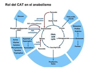 Rol del CAT en el anabolismo  