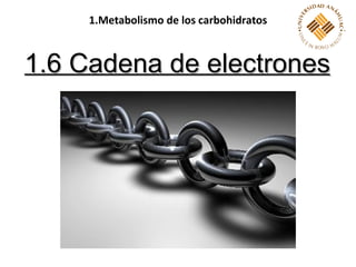 1.6 Cadena de electrones 1.Metabolismo de los carbohidratos 
