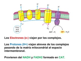 Los  Electrones (e-)  viajan por los complejos. Los  Protones (H+)  viajan atreves de los complejos pasando de la matriz mitocondrial al espacio intermembranal. Provienen del  NADH  y  FADH2  formado en  CAT. 