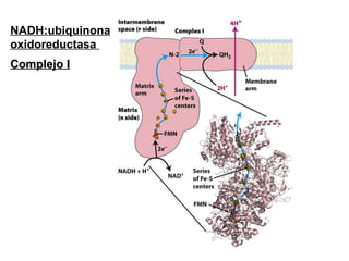 NADH:ubiquinona oxidoreductasa  Complejo I 