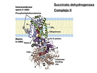 Succinato dehydrogenasa Complejo II 