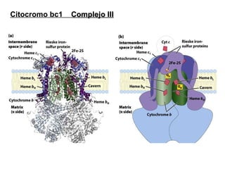 Citocromo bc1  Complejo III 