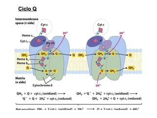 Ciclo Q 