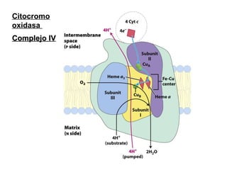 Citocromo oxidasa  Complejo IV 