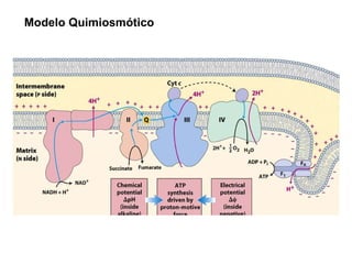 Modelo Quimiosmótico 