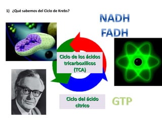 ¿Qué sabemos del Ciclo de Krebs? Ciclo del ácido citrico Ciclo de los ácidos tricarboxilicos (TCA) 