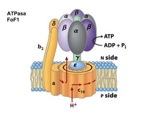 ATPasa FoF1 