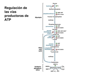 Regulación de las vías productoras de ATP 