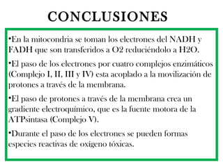 CONCLUSIONES   En la mitocondria se toman los electrones del NADH y FADH que son transferidos a O2 reduciéndolo a H2O.  El paso de los electrones por cuatro complejos enzimáticos (Complejo I, II, III y IV) esta acoplado a la movilización de protones a través de la membrana. El paso de protones a través de la membrana crea un gradiente electroquímico, que es la fuente motora de la ATPsintasa (Complejo V). Durante el paso de los electrones se pueden formas especies reactivas de oxígeno tóxicas. 