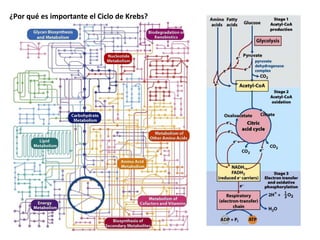 ¿Por qué es importante el Ciclo de Krebs? 