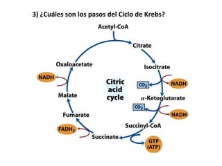 3) ¿Cuáles son los pasos del Ciclo de Krebs? 