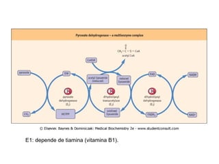 E1: depende de tiamina (vitamina B1). 