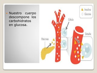 Nuestro cuerpo
descompone los
carbohidratos
en glucosa.
 