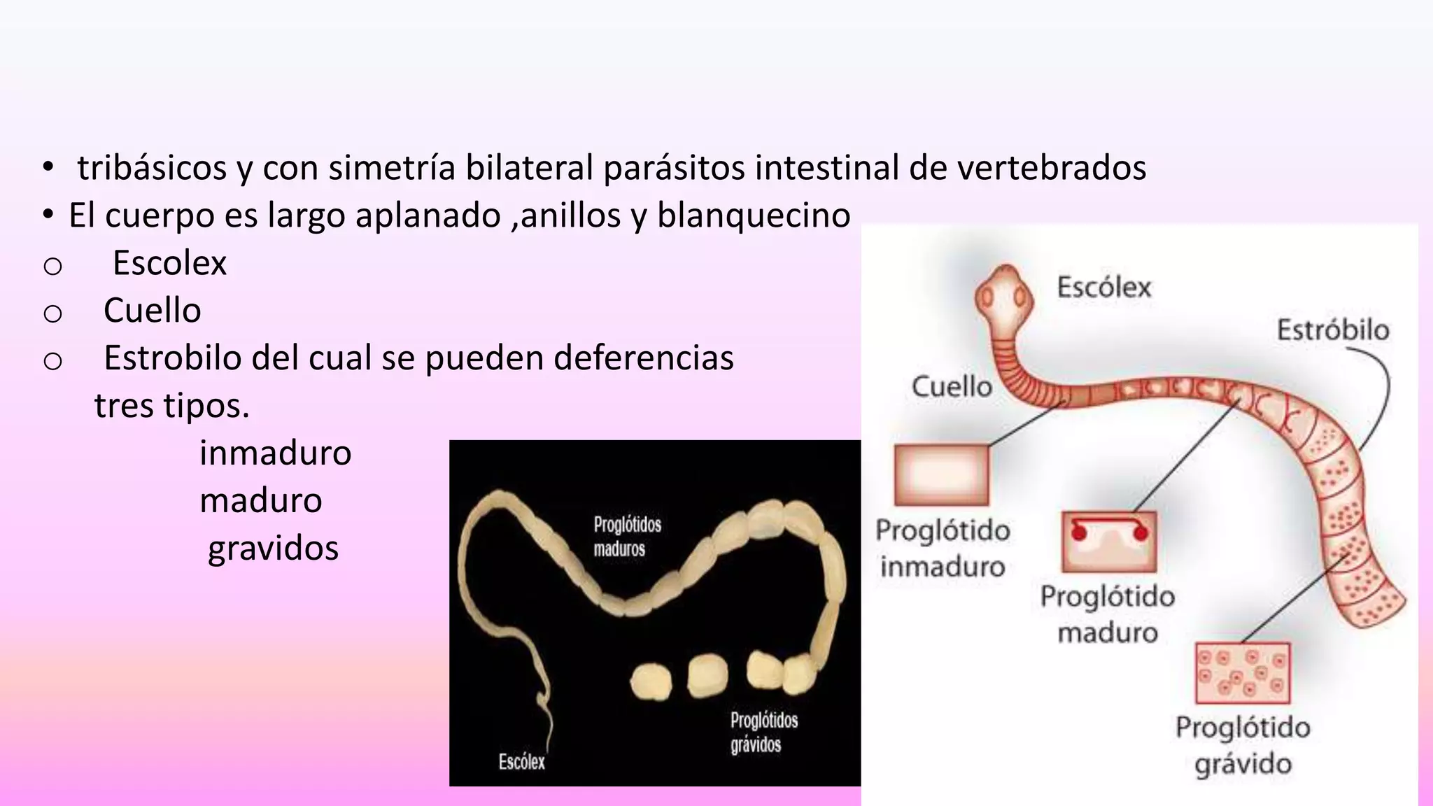 Clase cestodos | PPTX