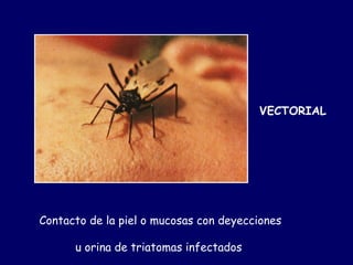 VECTORIAL




Contacto de la piel o mucosas con deyecciones

      u orina de triatomas infectados
 