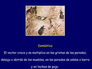 Doméstico

  El vector crece y se multiplica en las grietas de las paredes,

debajo o detrás de los muebles, en las paredes de adobe o barro

                      y en techos de paja.
 