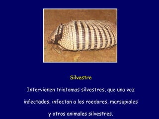 Silvestre

 Intervienen triatomas silvestres, que una vez

infectados, infectan a los roedores, marsupiales

          y otros animales silvestres.
 