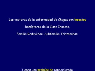 Los vectores de la enfermedad de Chagas son insectos

          hemípteros de la Clase Insecta,

     Familia Reduviidae, Subfamilia Triatominae.




        Tienen una probóscide especializada
 