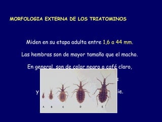 MORFOLOGIA EXTERNA DE LOS TRIATOMINOS



     Miden en su etapa adulta entre 1,6 a 44 mm.

   Las hembras son de mayor tamaño que el macho.

     En general, son de color negro o café claro,

          con una combinación de manchas

        y diseños variados, según la especie.
 