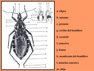 a. clipeo

b. antenas

c. pronoto

g. corión del hemilitro

h. escutelo

i. conexivo

j. femur

k. membrana del hemilitro

l. mancha conexivo

m. tibia
 