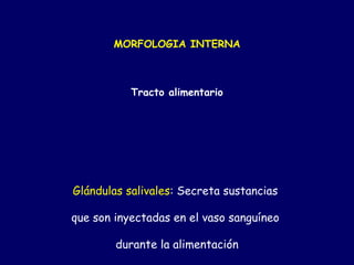 MORFOLOGIA INTERNA



           Tracto alimentario




Glándulas salivales: Secreta sustancias

que son inyectadas en el vaso sanguíneo

        durante la alimentación
 