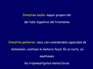 Intestino medio: mayor proporción

           del tubo digestivo del triatomino.




Intestino posterior: saco con considerable capacidad de

 distensión, contiene la materia fecal. En el recto, se

                      mantienen

           los tripomastigotes metacíclicos
 