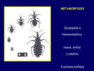 METAMORFOSIS




  Incompleta o

 hemimetabólica



  Huevo, ninfas

    y adultos.



5 estados ninfales
 