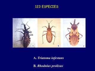 123 ESPECIES



LAS MAS IMPORTANTES:




   A. Triatoma infestans

   B. Rhodnius prolixus
 