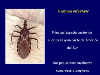 Triatoma infestans




   Principal especie vector de

T. cruzi en gran parte de América

             del Sur



   Sus poblaciones involucran

     numerosos ejemplares
 