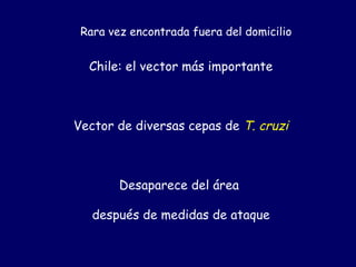 Rara vez encontrada fuera del domicilio


  Chile: el vector más importante



Vector de diversas cepas de T. cruzi



        Desaparece del área

   después de medidas de ataque
 