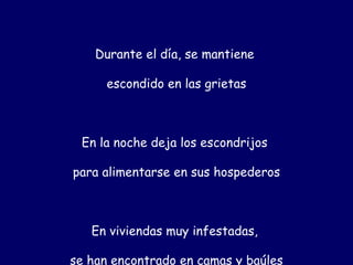Durante el día, se mantiene

      escondido en las grietas



 En la noche deja los escondrijos

para alimentarse en sus hospederos



   En viviendas muy infestadas,

se han encontrado en camas y baúles
 
