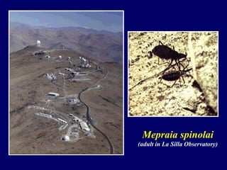 Mepraia spinolai
(adult in La Silla Observatory)
 