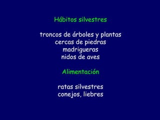 Hábitos silvestres

troncos de árboles y plantas
     cercas de piedras
        madrigueras
       nidos de aves

       Alimentación

      ratas silvestres
      conejos, liebres
 
