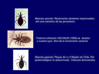 Mepraia spinolai: Reservorios silvestres responsables
del ciclo selvático de las parasitosis.




 Triatoma infestans: INCOSUR (1999) se declara
 a nuestro país libre de la transmisión vectorial




Mepraia gajardoi: Playas de I y II Región de Chile. Rol
epidemiológico no determinado. Infección demostrada.
 