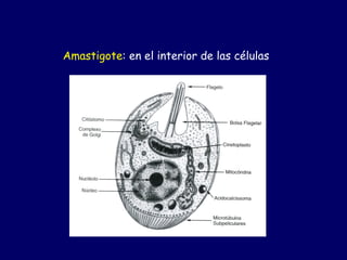 Amastigote: en el interior de las células

  del hospedero o en cultivo de células
 