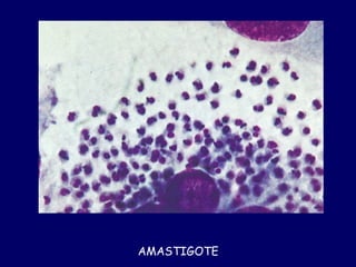 AMASTIGOTE
 