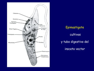 Epimastigote

      cultivos

y tubo digestivo del

  insceto vector
 