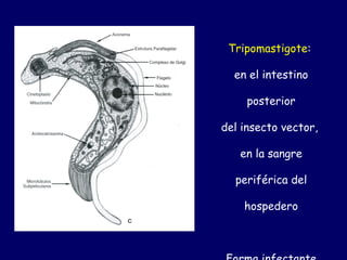 Tripomastigote:

  en el intestino

     posterior

del insecto vector,

   en la sangre

  periférica del

    hospedero
 