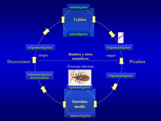 amastigotos


                                Tejidos


                             amastigotos


          tripomastigotos                        tripomastigotos

                sangre      Hombre y otros       sangre
                              mamíferos
Deyecciones                                                    Picadura
                            Triatoma infestans

         tripomastigotos                          tripomastigotos
           metacíclicos

                             epimastigotos



                               Intestino
                                medio

                              epimastigotos
 