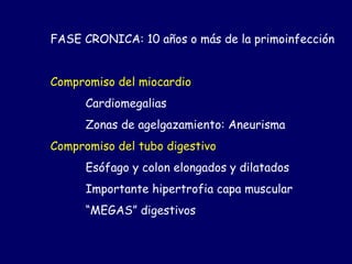 FASE CRONICA: 10 años o más de la primoinfección


Compromiso del miocardio
      Cardiomegalias
      Zonas de agelgazamiento: Aneurisma
Compromiso del tubo digestivo
      Esófago y colon elongados y dilatados
      Importante hipertrofia capa muscular
      “MEGAS” digestivos
 
